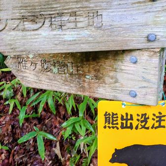 シオジ群生地への林道はゲートが閉まっています。
熊出没注意、アクティブスピーカーで音楽を鳴らして歩きます。
