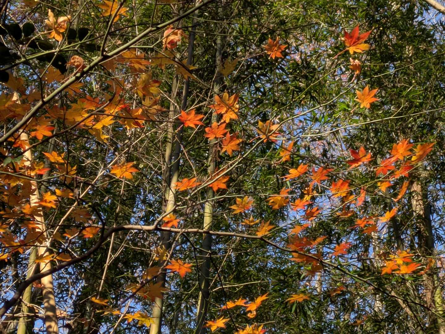 名残りの紅葉🍁😃