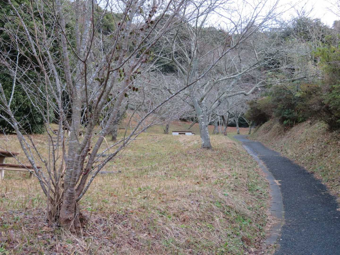 大平山往復｜花や紅葉が美しい山歩道。広い山頂からの大パノラマもの写真