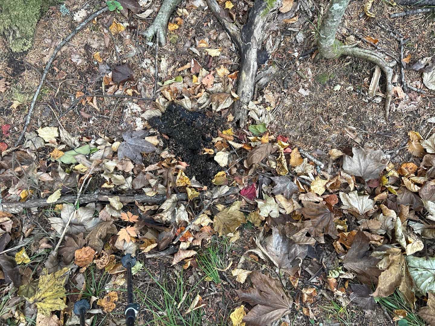 🐻💩落とし物ありました
まあまあデカイです😱