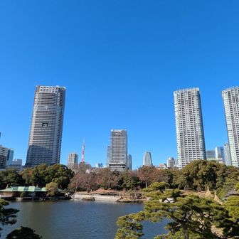 その後
昭和27 年に
「旧浜離宮庭園」
(文化財指定名称)として
国の特別名勝及び特別史跡に
指定されました.