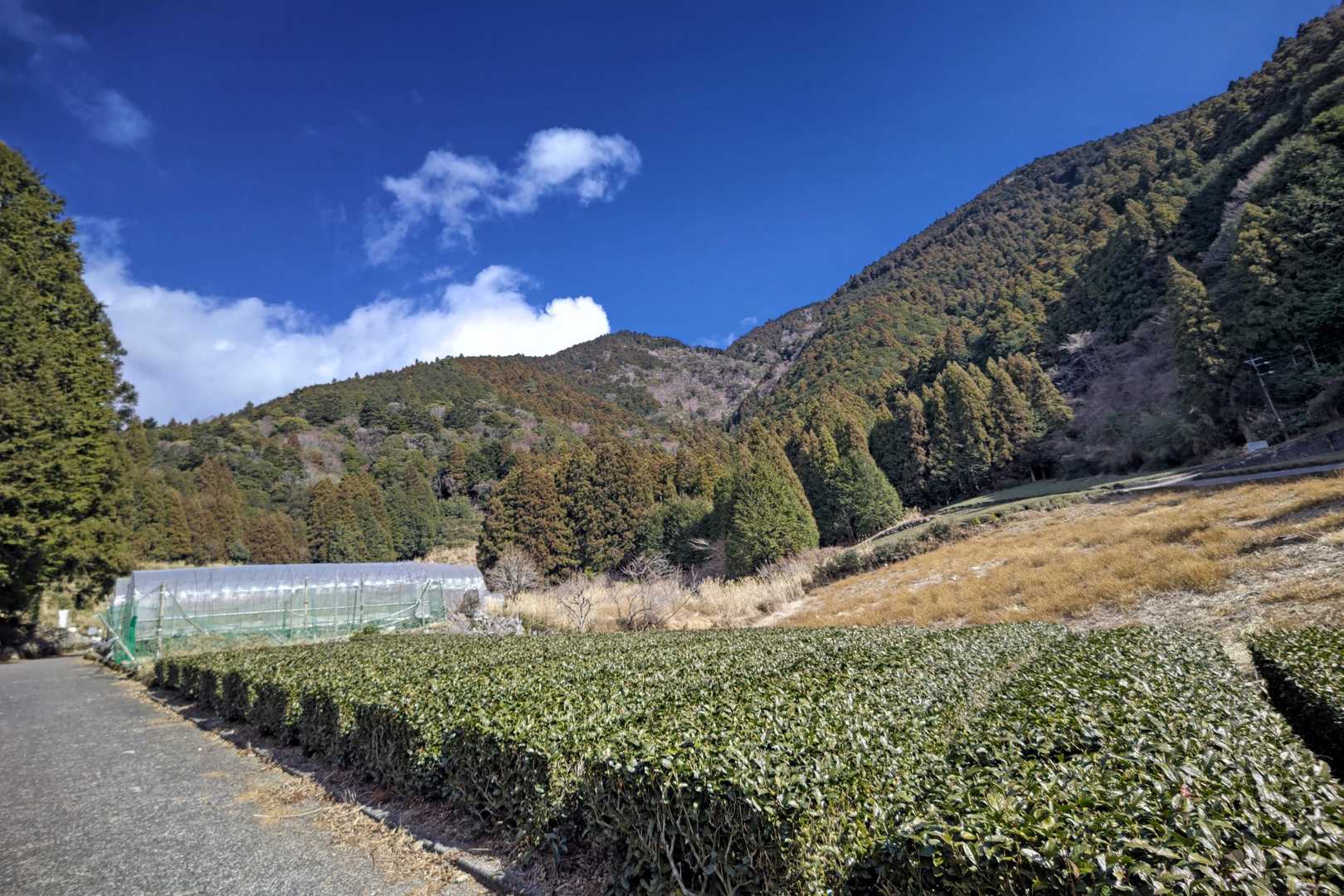 無事下山❗茶畑が好き✨
