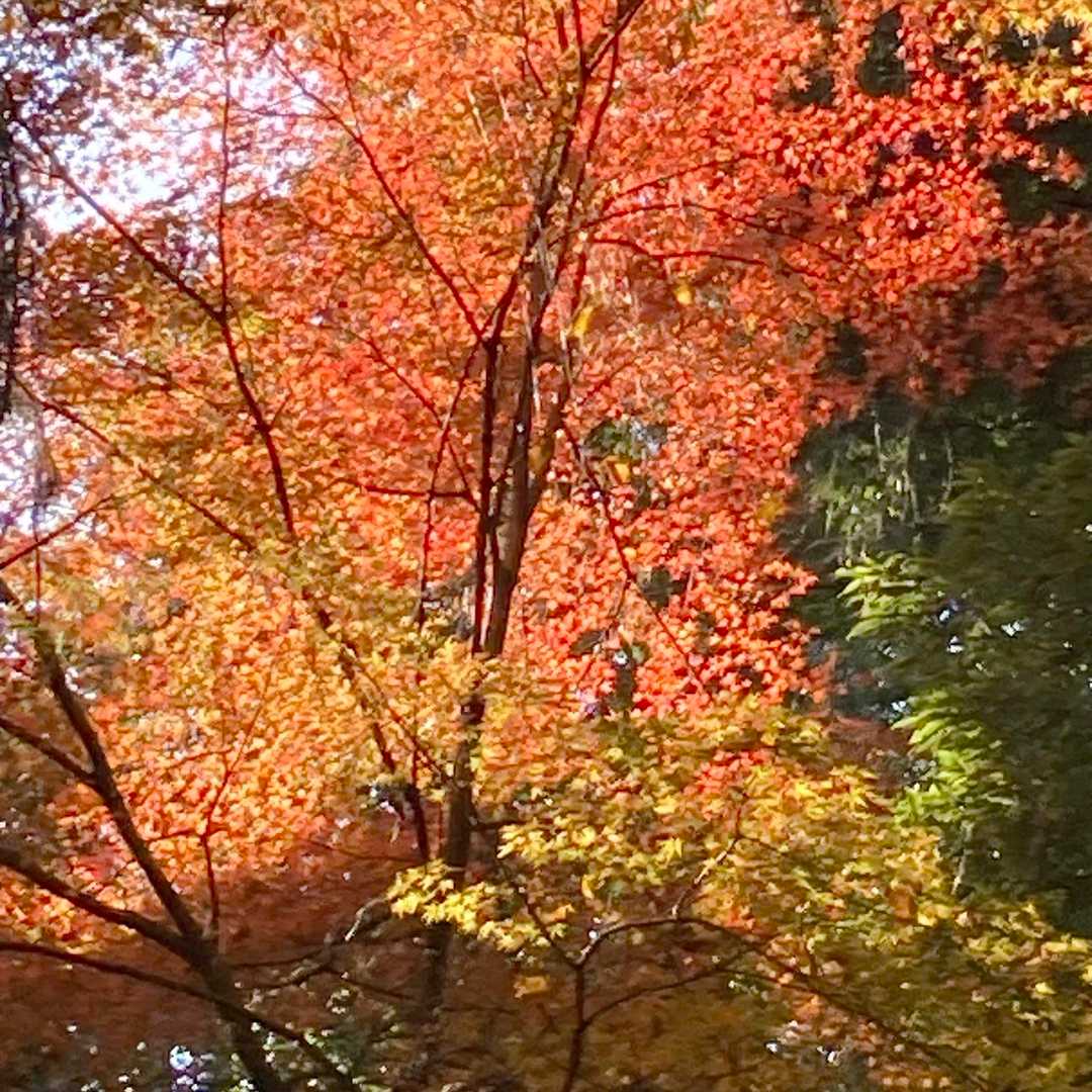 紅葉🍁綺麗🤩