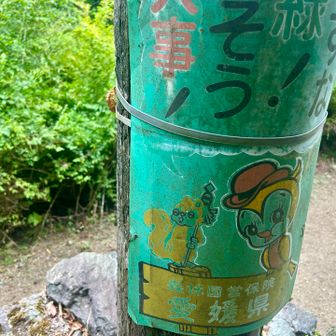 纏いリス、もしかして珍しいタイプ？