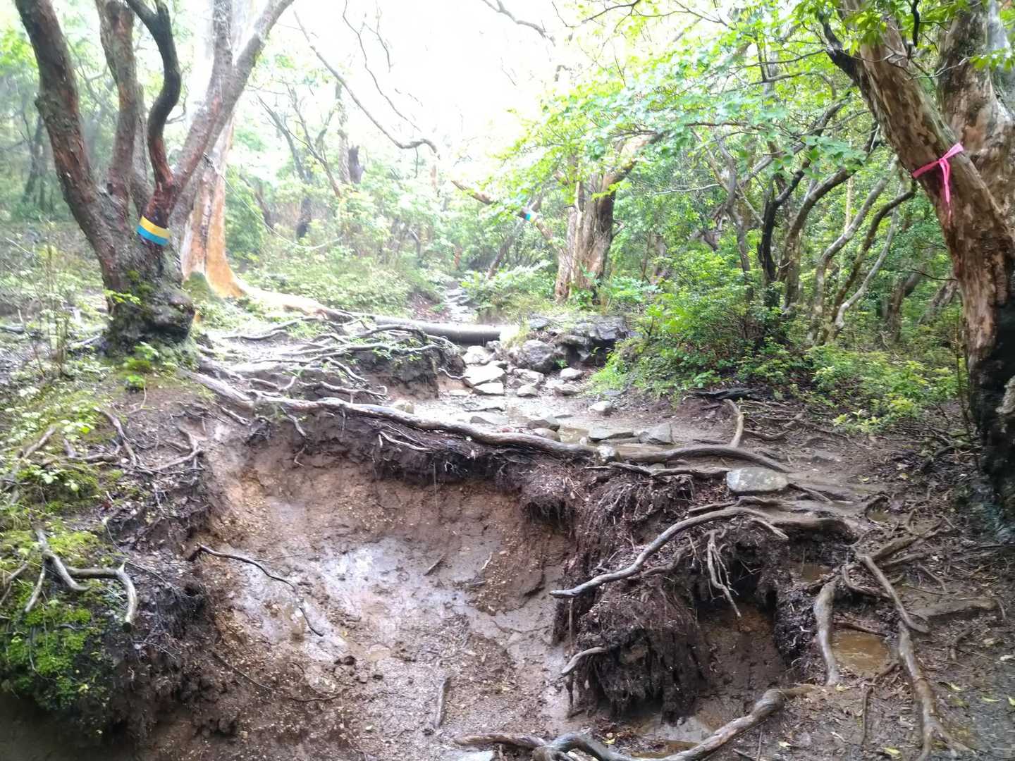 登山道が荒れてると評判の天城山でも万三郎までは整備が行き届いていると聞いていたとおり。
それでも転んで泥だらけの純情になりたくないので普段以上にスローなブギで歩く。

エグレまくった登山道の左右にだいたい歩きやすい道ができている。
先週行った浅間隠には「植生保護に協力しない輩は人間に非ず」的な注意が出てたけど、ここは自然形成なのか整備したのか不明。
