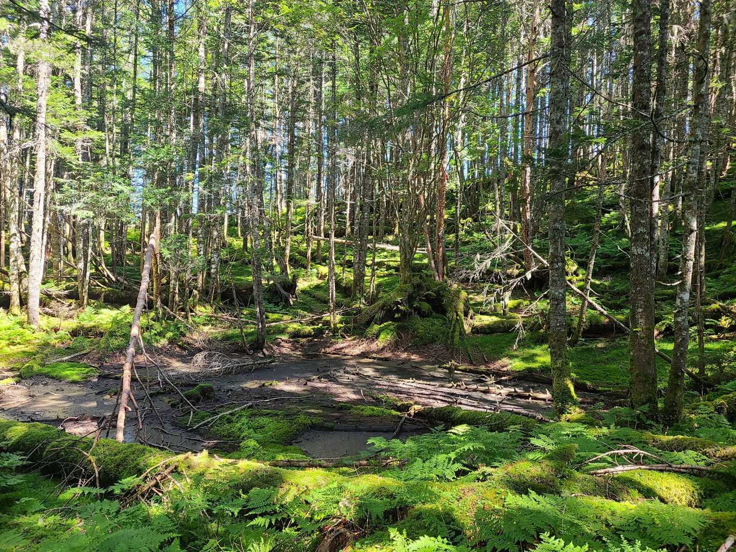 しらびそ峠-前尾高山-尾高山-奥尾高山-岩本山 往復コースの写真