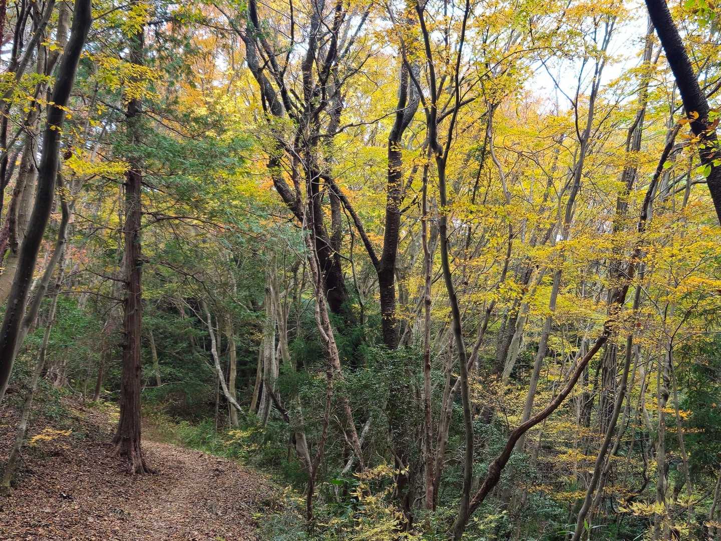歩きやすい登山道