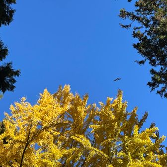 神社わきの銀杏の上を気持ちよさそうに飛ぶトンビ、5羽。