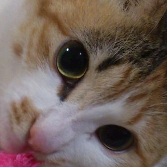 アツコのムスコ