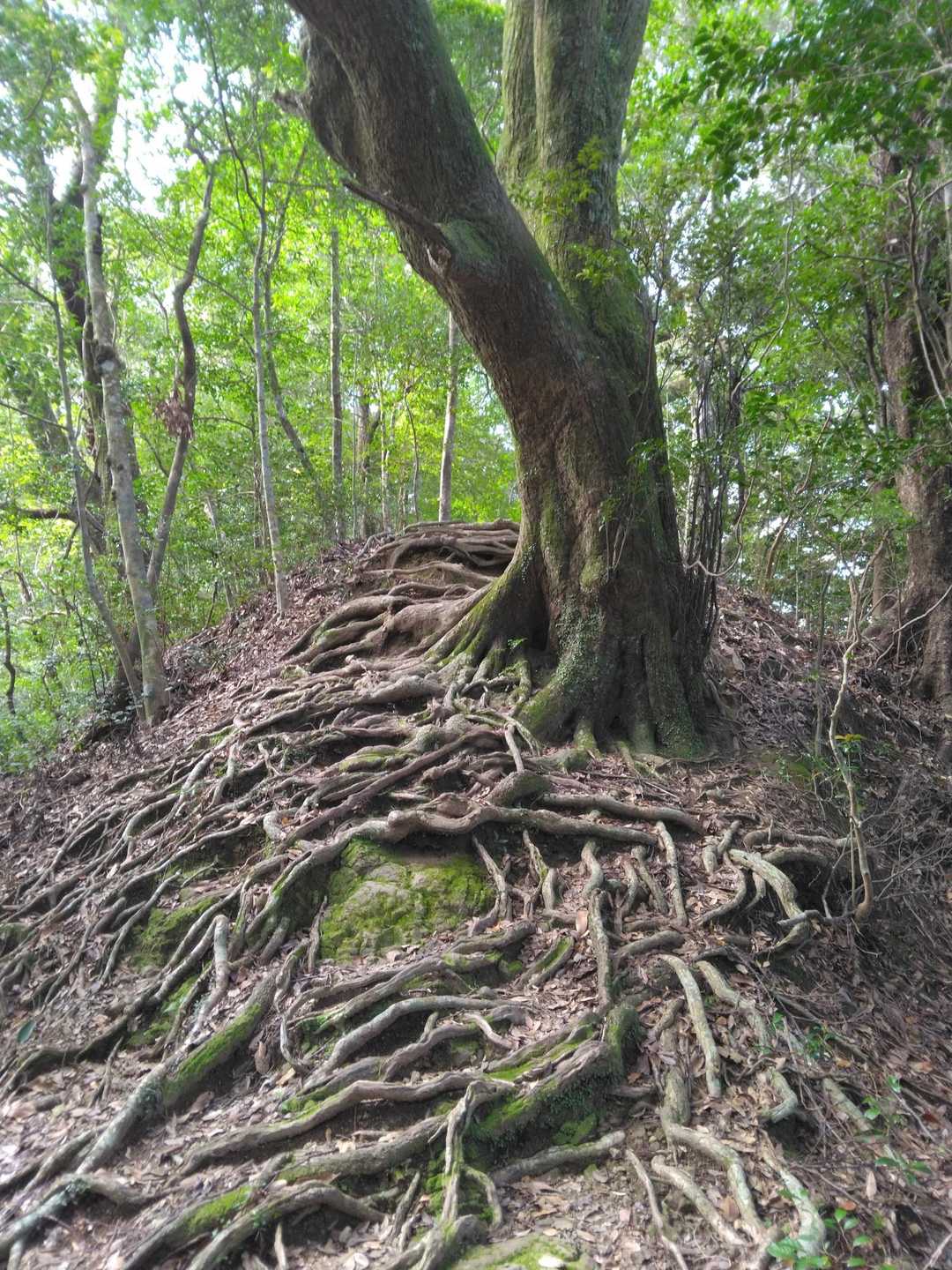 小谷登山口-双石山-九平登山口 縦走コースの写真