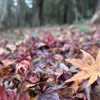 落ち葉絨毯