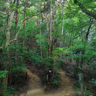いつものように右側の直登コースで。
