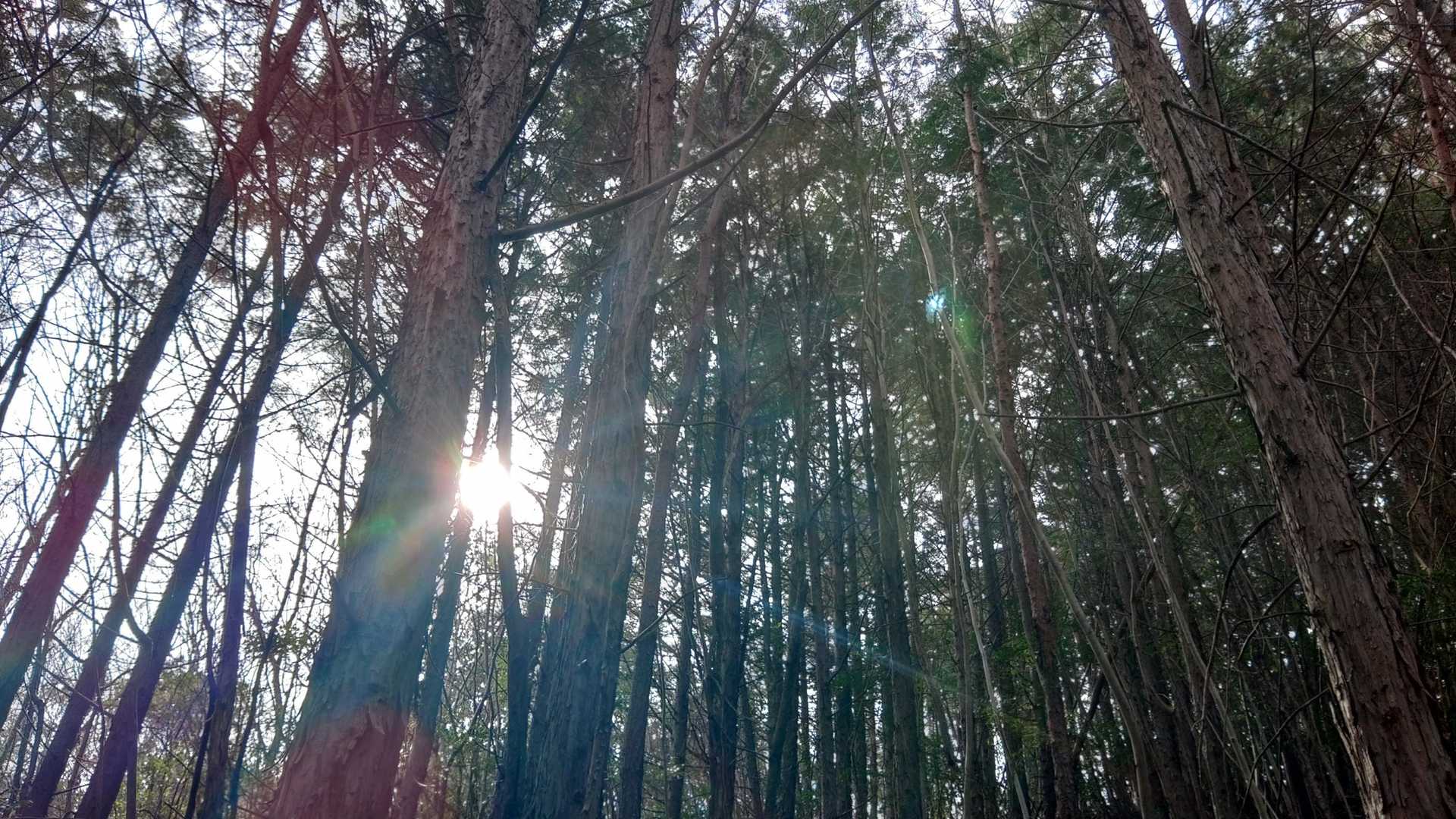 松尾池-千鳥山 周回コースの写真