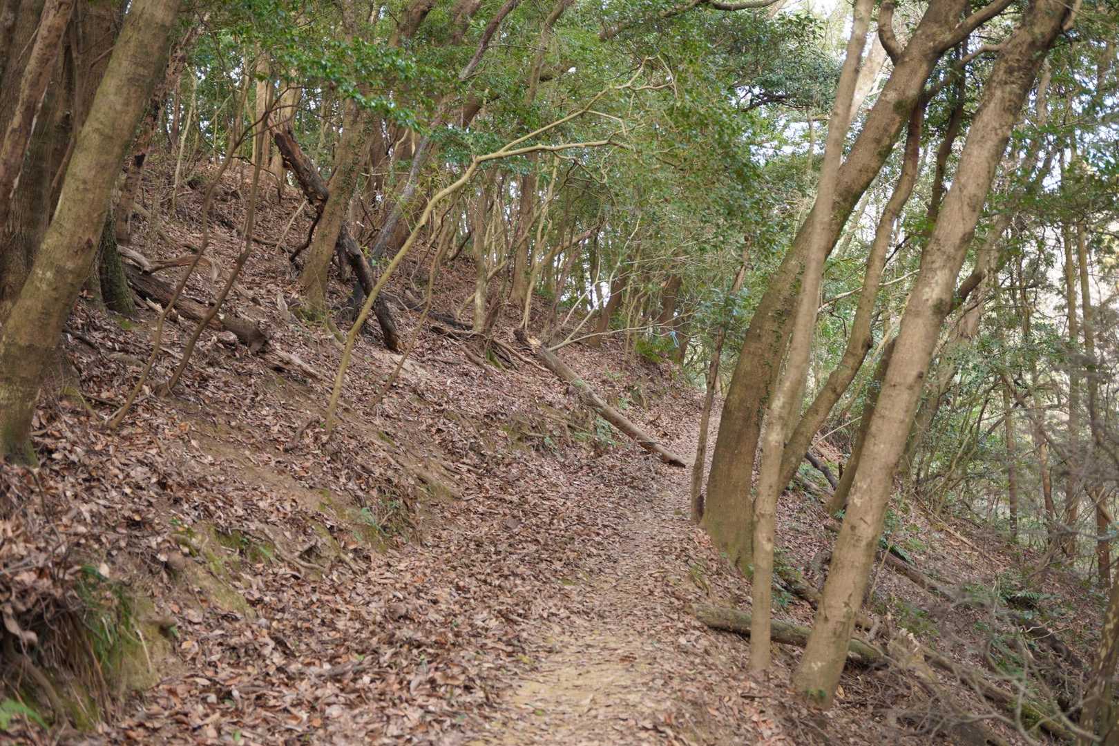 下山はコンクリートロードを回避して、YAMAPに載ってないこっちのルートがいい道じゃん🎵