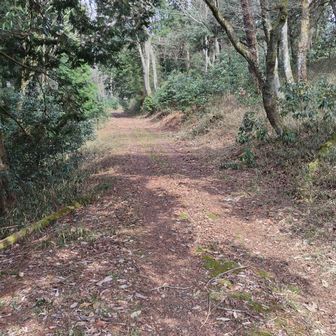 大野木山までは林道あり走りやすい🏃