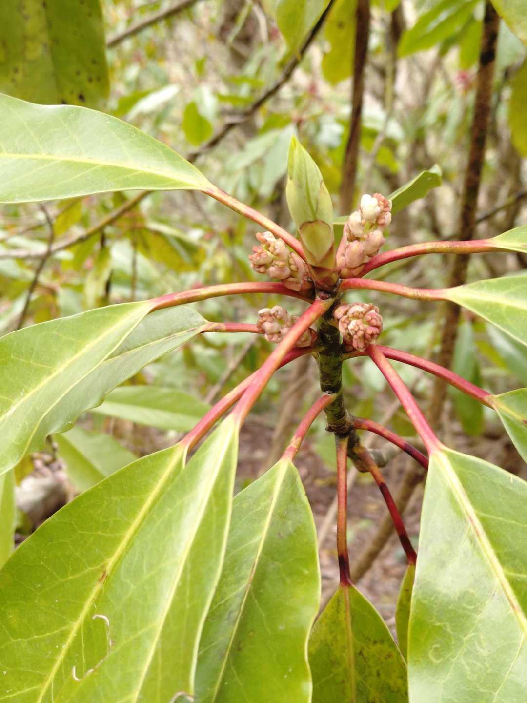 興奮冷めやらぬまま、先に進むと登山道の両脇に赤い軸の蕾を付けた植物が✨️

ユズリハですね✨️