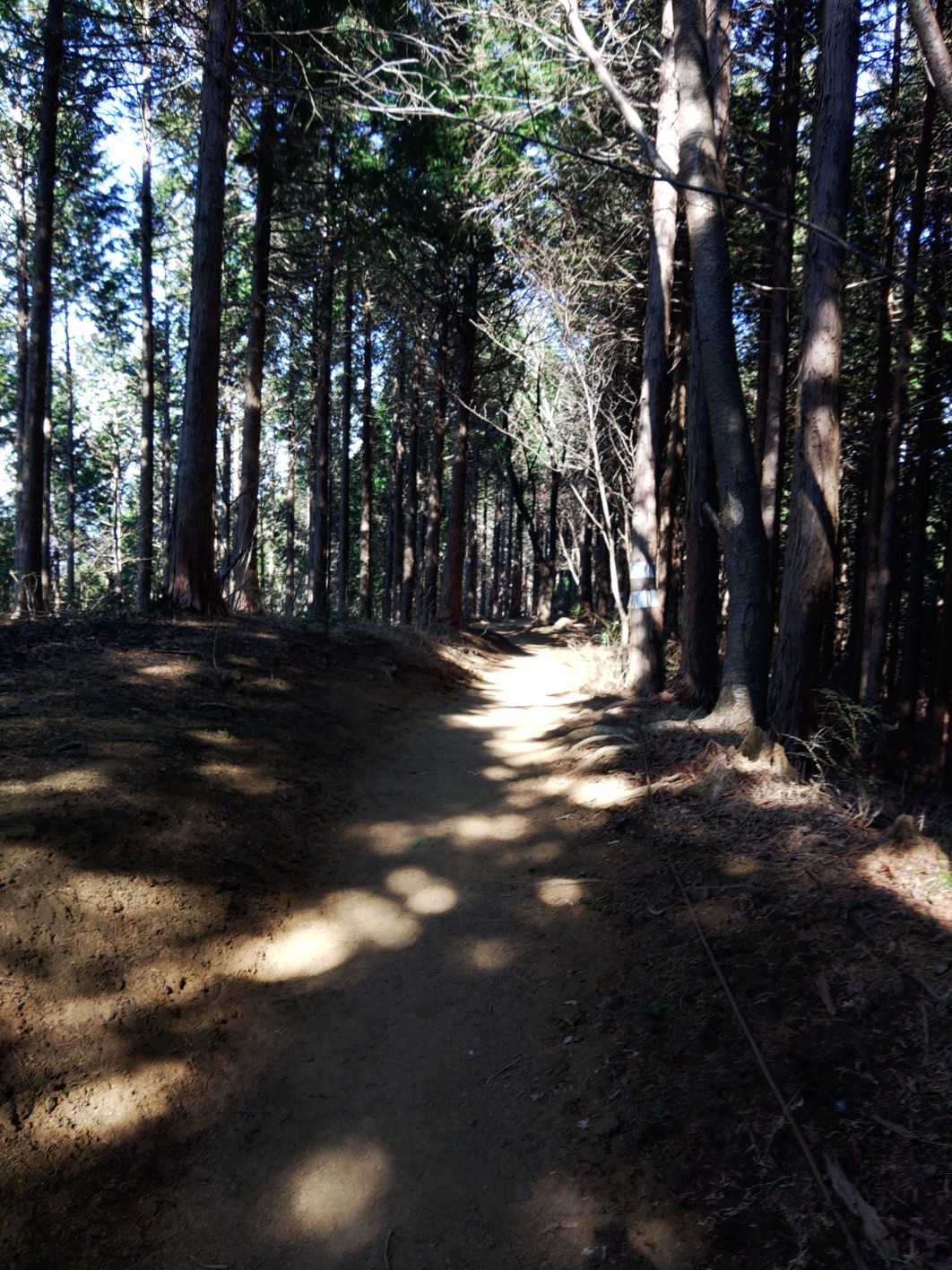 景信山 往復コースの写真