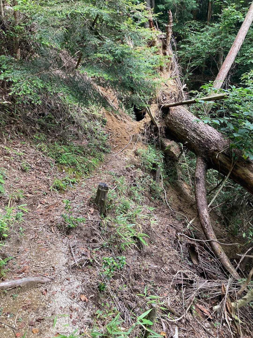 土砂崩れで倒木あり道が塞がれてます😱
山側よじ登って回り込みました
