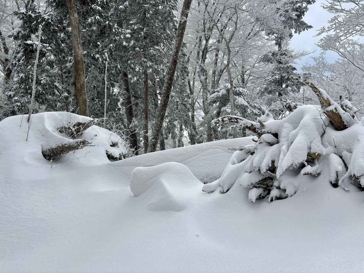 天女の頂 往復コースの写真