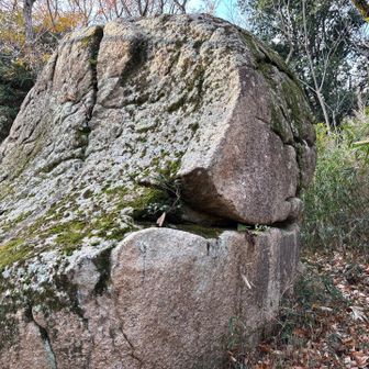 カエルの後ろ？前？