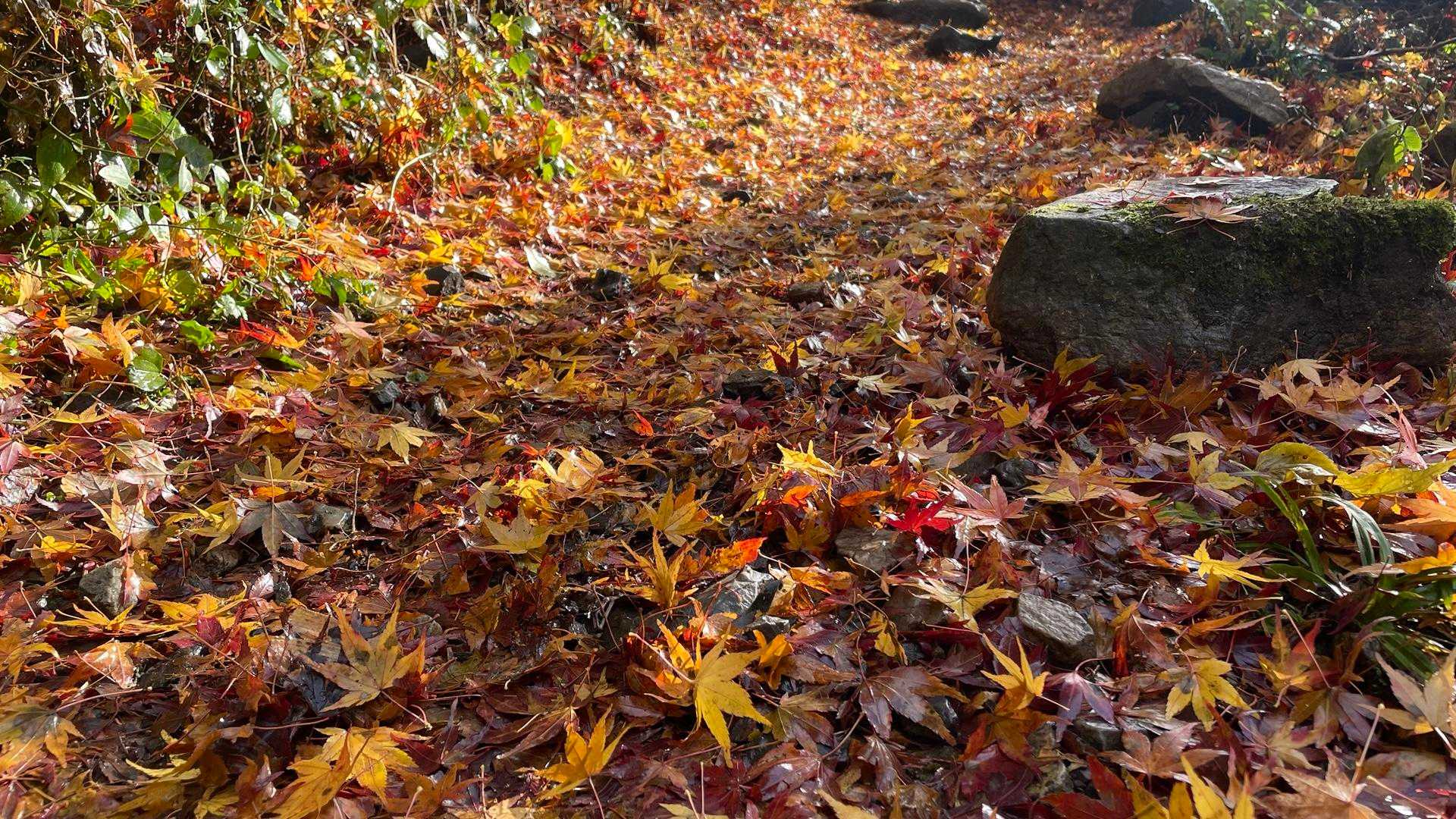 落ち葉の絨毯🍂