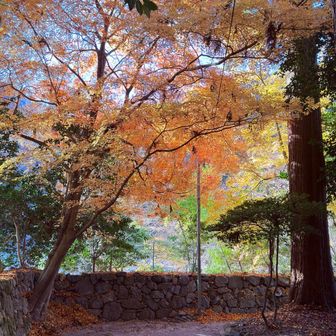降りてきて明王院の紅葉も綺麗でした😍
