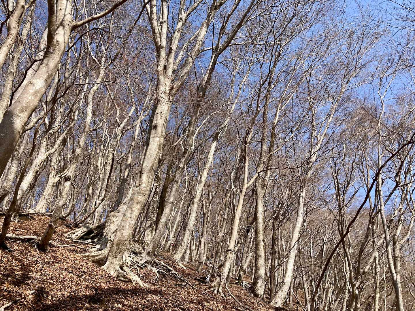 山頂付近の木々たち
いい雰囲気で癒される😊