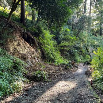 これが通行禁止の原因。轍があるので関係者の車は通っているようです。