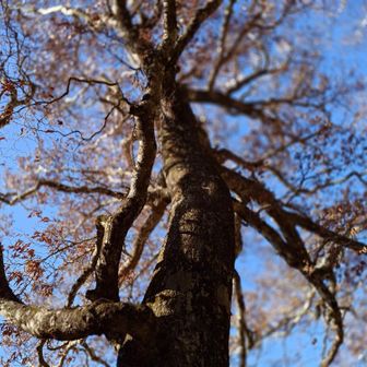 ブナが好き
