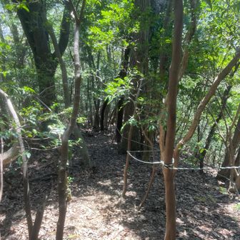 三角点から下っていきます
けっこう急💦