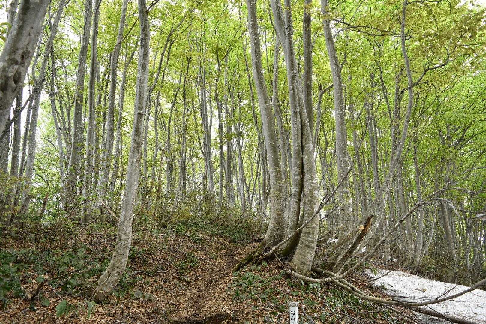 花立峠-鋸山-枡形山-萱峠 周回コースの写真