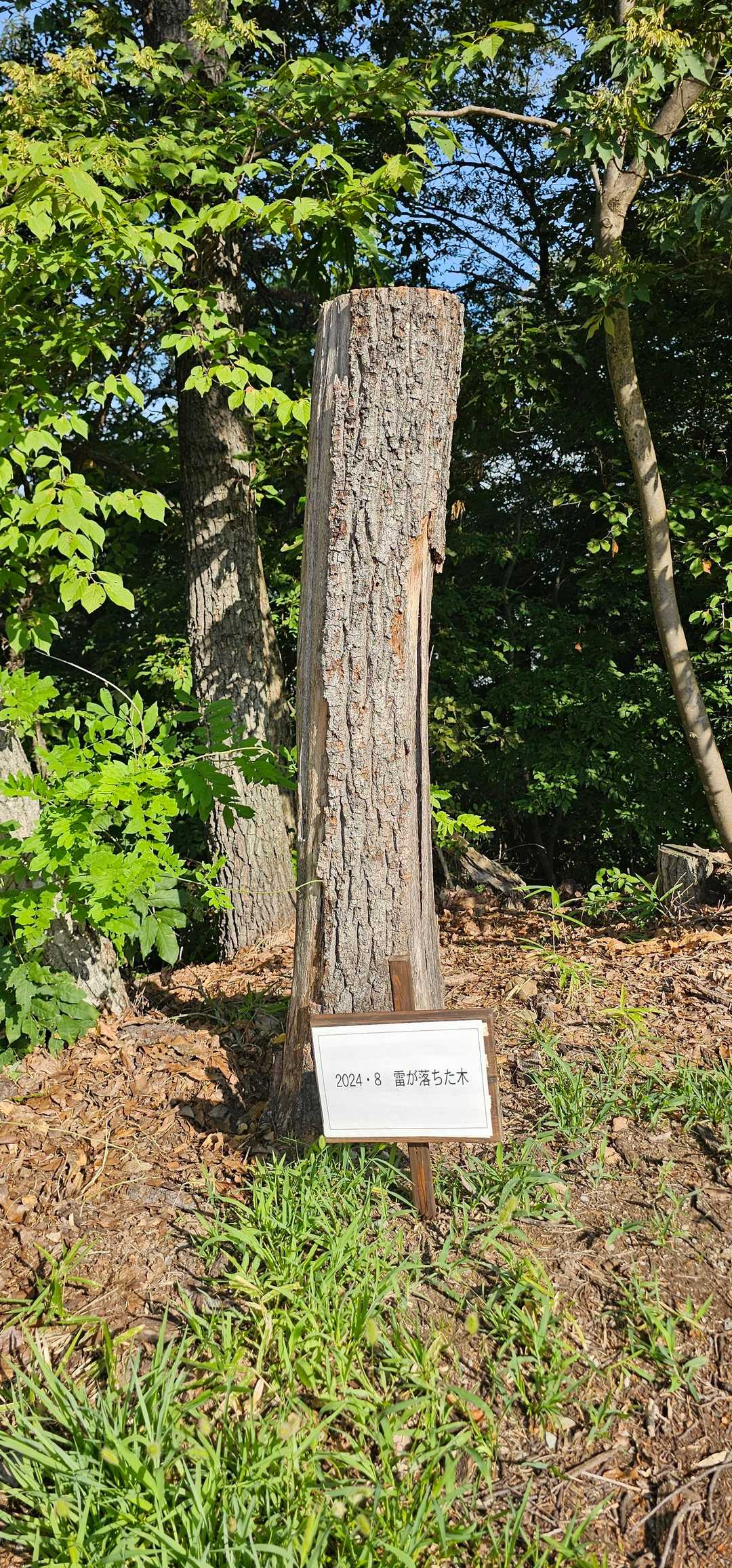 愛宕山-大笠山 往復コースの写真