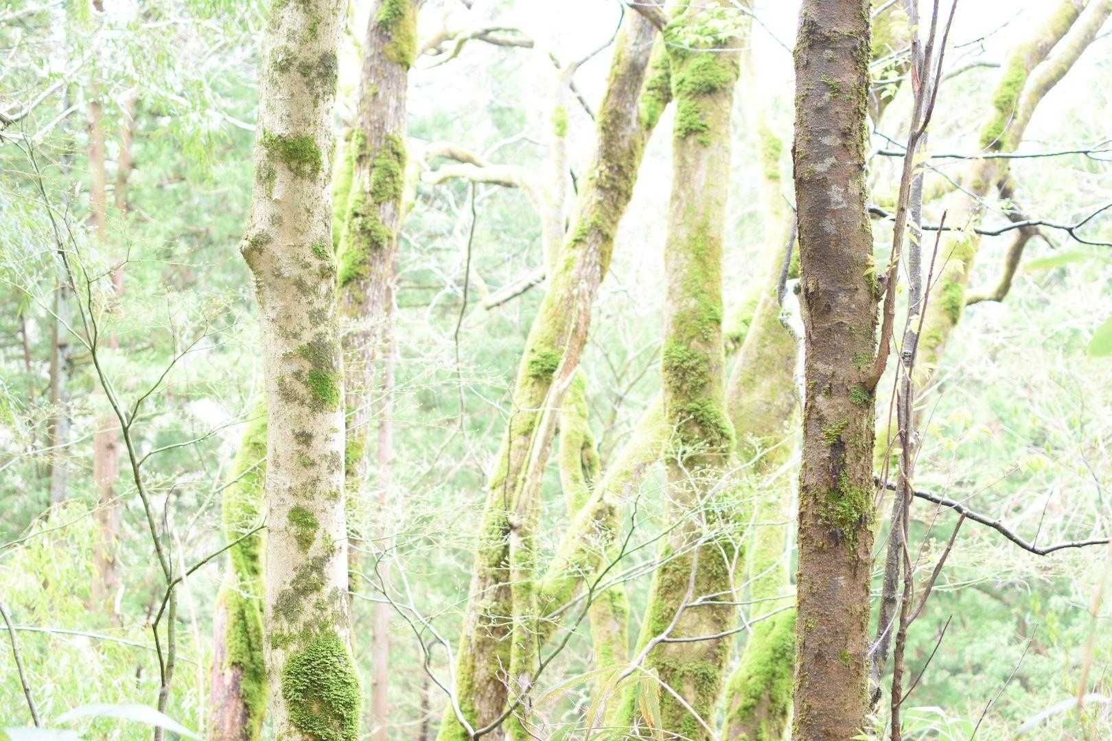 もののけ姫ちっくなトコと思い
📷に収めてみました