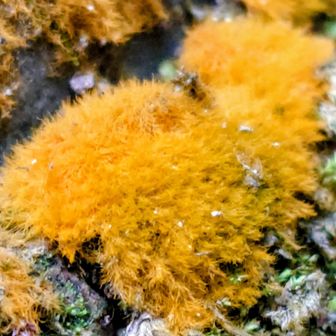 苔も紅葉か？！