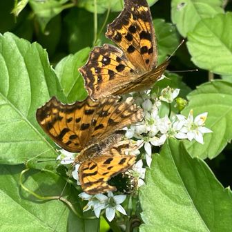 此処には🦋とコアオハナムグリが固まってます