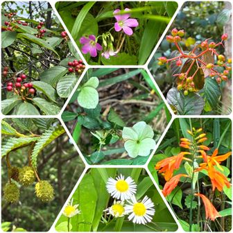 今日の花🌼
・左上：イソノキ
・中上：ムラサキカタバミ
・右上：ガマズミ
・中央：ガクウツギ
・左下：ヒメヤシャブシ
・中下：ヒメジョオン
・右下：ヒメヒオウギズイセン
（命名：全部google先生）