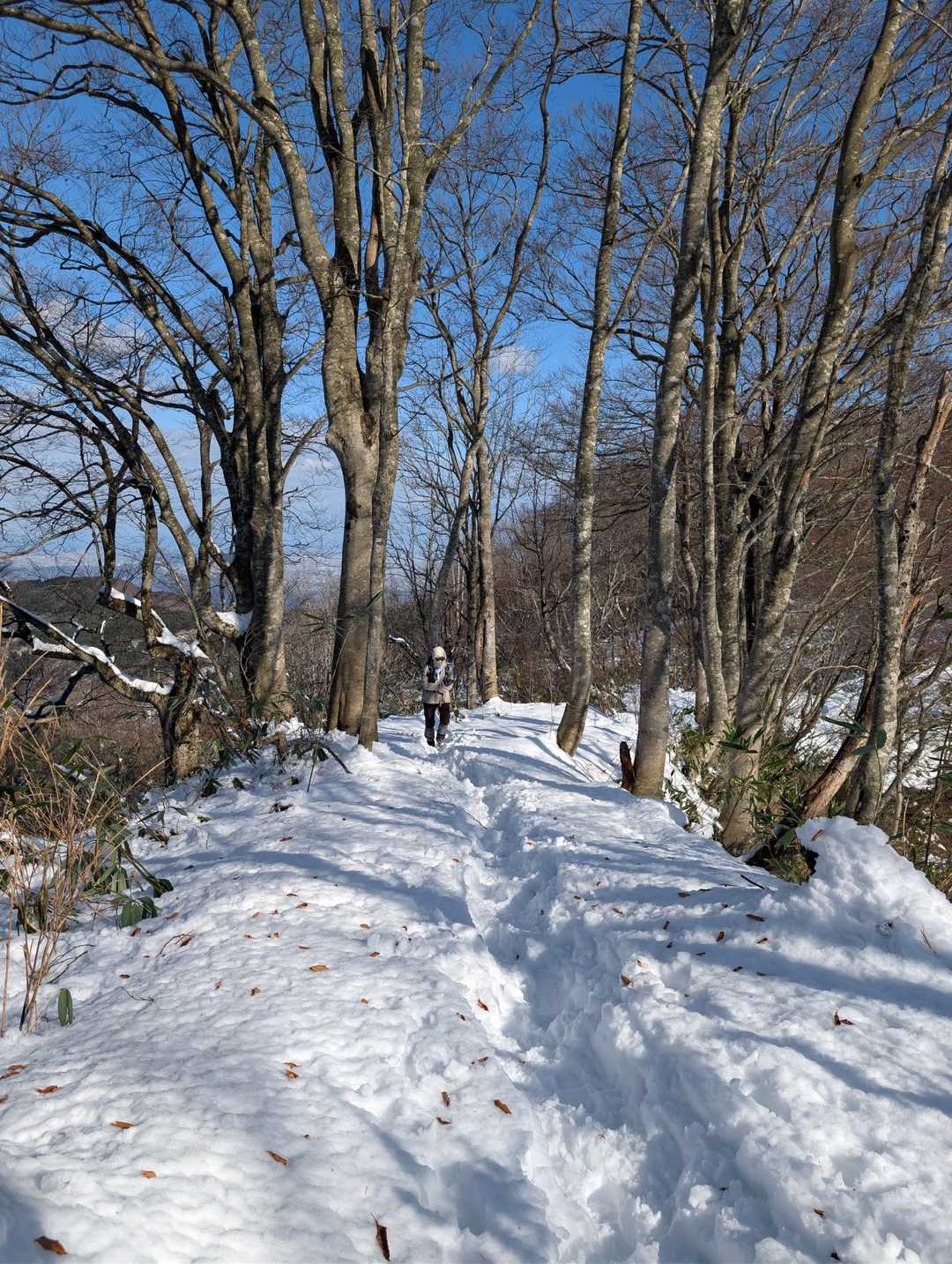 牛岳登山口-牛岳 往復コースの写真