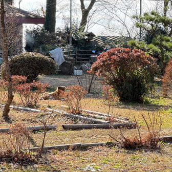 　旧洗心館跡地付近。洗心館はもともと公営の施設だったが、閉鎖後は民間企業によりキャンプ場として運営されている。
　犬が放し飼いのようだったものの、吠えられることはなかった。トイレや水場は利用者向けの施設のため使用は不可と思われるが、通過は認められている。
笠間市の見解
https://www.city.kasama.lg.jp/broad_hearing.php?mode=detail&code=1946