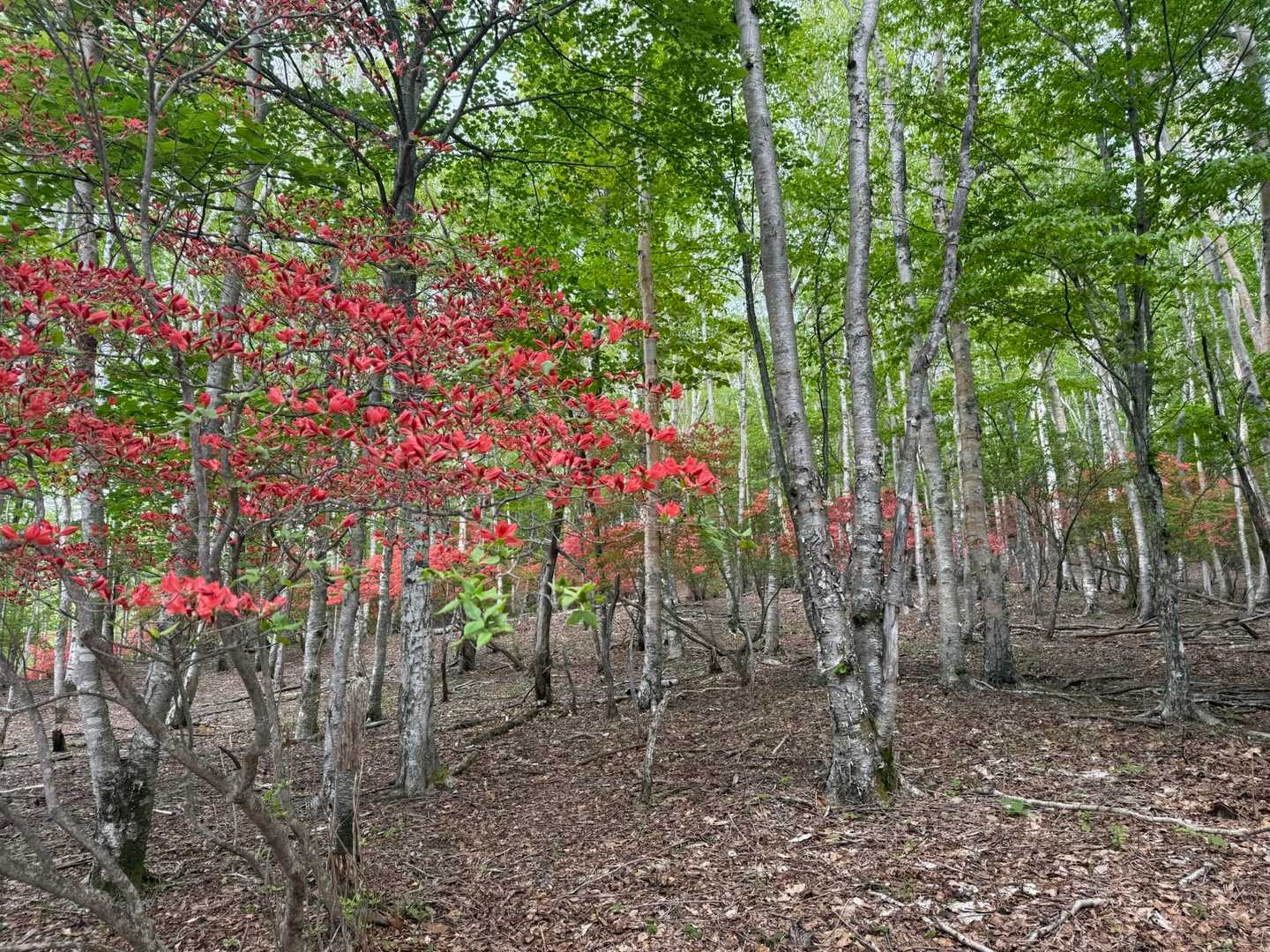 釈迦ヶ岳 周回コースの写真