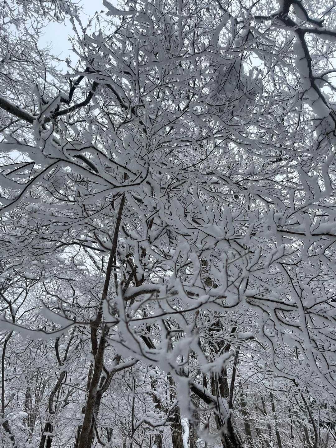 こちらも