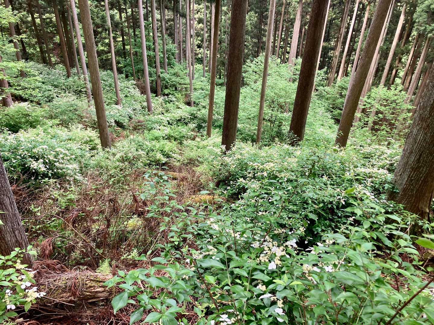 ヤブデブリの群生地。圧巻です✨