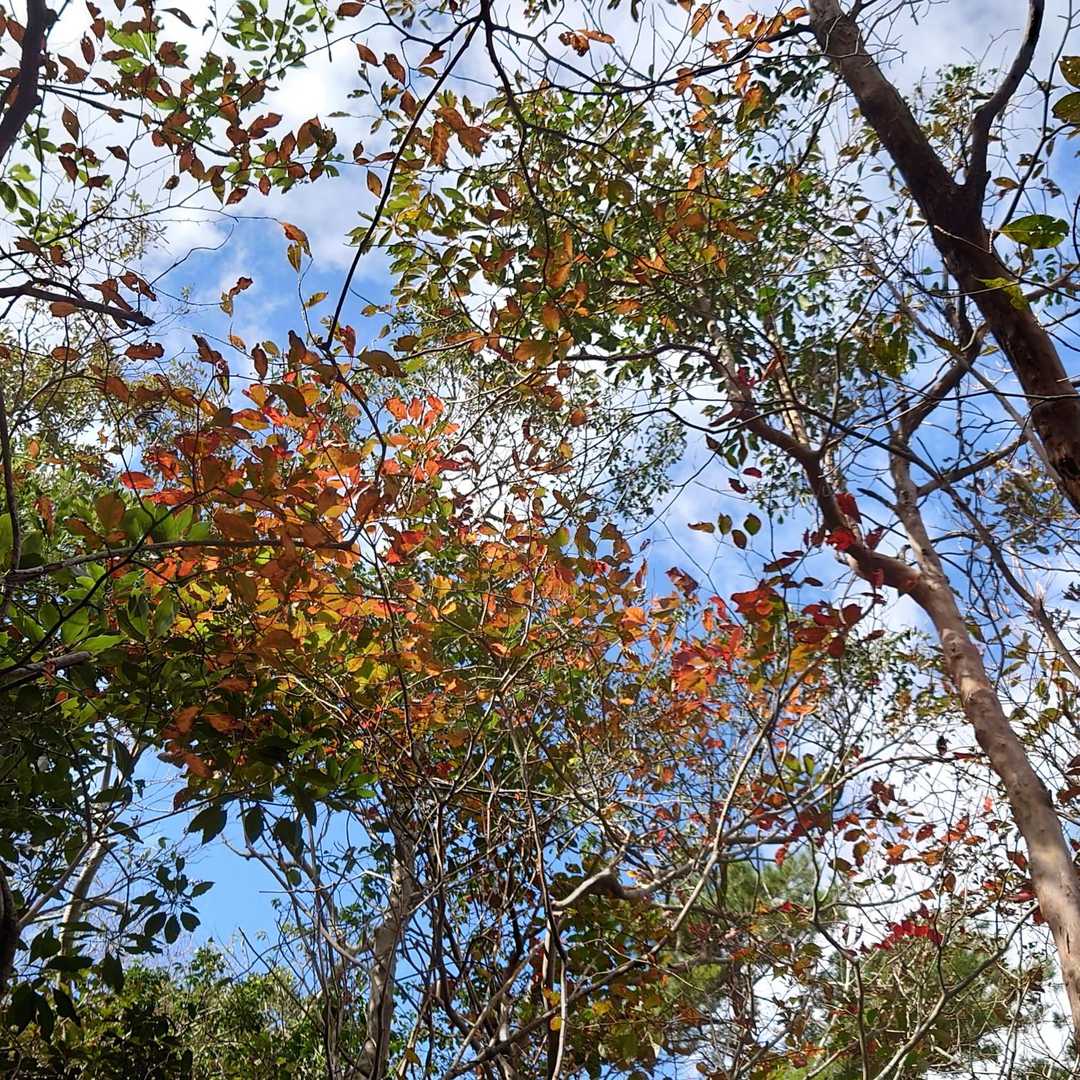 少しだけ秋色🍁