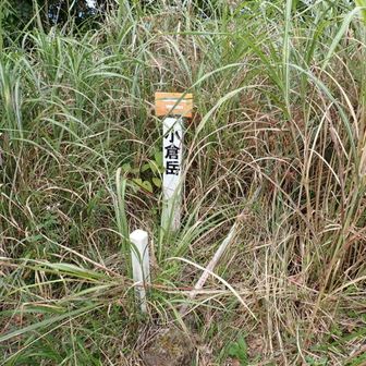 山頂！
周りはカヤや灌木が伸びて展望は弱い。
西に麓の川西集落が木の間から見えた。

その時代には山城だったようだ。