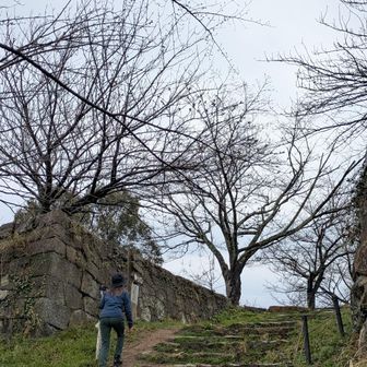 山頂には桜の木がたくさん🌸　開花はもう少し先になりそう