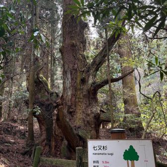 行きたいところ③
七又杉。苔に覆われた巨木。