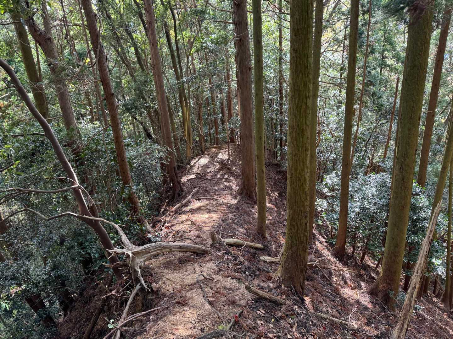 今から下りてく細尾根🤗