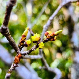 ダンコウバイ🤔
枝から直接蕾が開く(花柄無し)のがダンコウバイ、花が先、花大きめ
アブラチャンは花柄がつく(枝と花が離れてる)、花が先
クロモジ🤔シロモジ🤔
花柄有り、花と葉っぱが同時