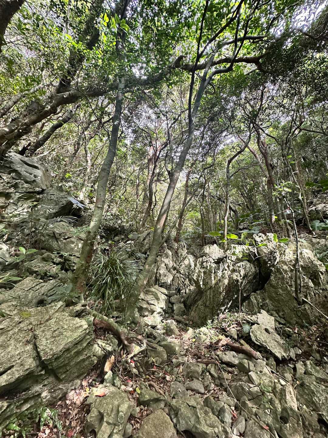 嘉津宇岳-安和岳 周回コースの写真