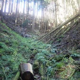 滝谷峠まで倒木が多い