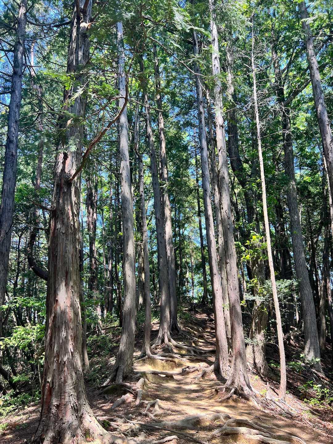高尾山口駅-草戸峠-草戸山 往復コースの写真